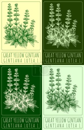 Set of vector drawing GREAT YELLOW GENTIAN in various colors. Hand drawn illustration. The Latin name is GENTIANA LUTEA L.