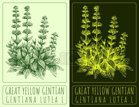 Vector drawing GREAT YELLOW GENTIAN. Hand drawn illustration. The Latin name is GENTIANA LUTEA L.