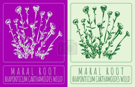 Illustration for Vector drawing MARAL ROOT. Hand drawn illustration. The Latin name is RHAPONTICUM CARTHAMOIDES WILLD. - Royalty Free Image
