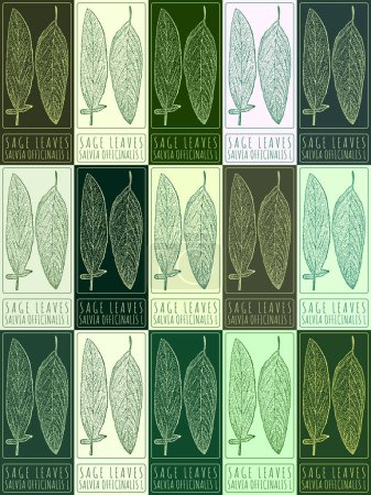 Set of vector drawing SAGE LEAVES in various colors. Hand drawn illustration. The Latin name is SALVIA OFFICINALIS L.