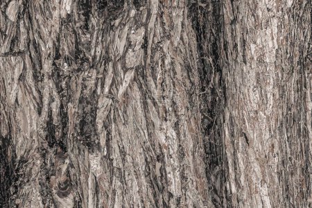 Vector illustration Background of Cypress tree bark Cupressocyparis leylandii in Latin.