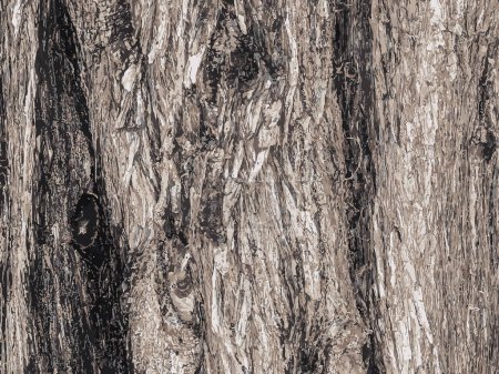 Vector illustration Background of Cypress tree bark Cupressocyparis leylandii in Latin.