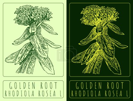 Vector drawing GOLDEN ROOT. Hand drawn illustration. The Latin name is RHODIOLA ROSEA L.