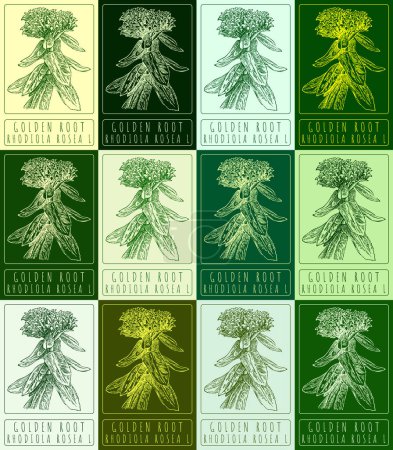 Set of vector drawing GOLDEN ROOT in various colors. Hand drawn illustration. The Latin name is RHODIOLA ROSEA L.