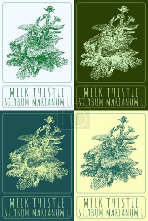 Set of vector drawing MILK THISTLE in various colors. Hand drawn illustration. The Latin name is SILYBUM MARIANUM L.