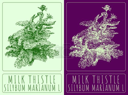 Vector drawing MILK THISTLE. Hand drawn illustration. The Latin name is SILYBUM MARIANUM L.