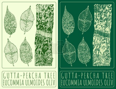 Illustration for Vector drawing GUTTA-PERCHA TREE. Hand drawn illustration. The Latin name is EUCOMMIA ULMOIDES OLIV. - Royalty Free Image