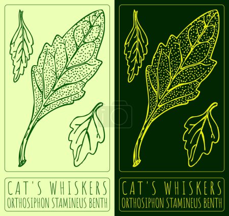 Vector drawing CAT'S WHISKERS . Hand drawn illustration. The Latin name is ORTHOSIPHON STAMINEUS BENTH.
