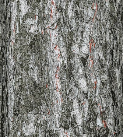 Vector illustration of a background of the bark of a Pinus nigra tree, family Pinaceae.