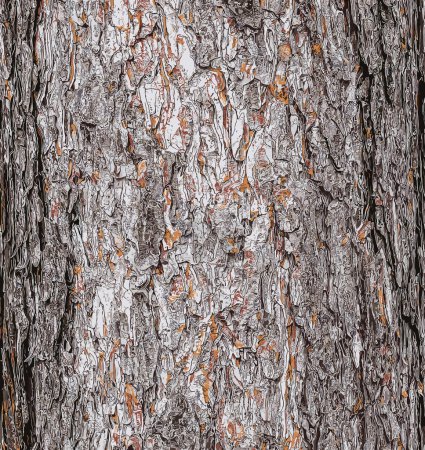 Vektorillustration eines Hintergrundes der Rinde eines Pinus nigra Baumes, Familie Pinaceae.