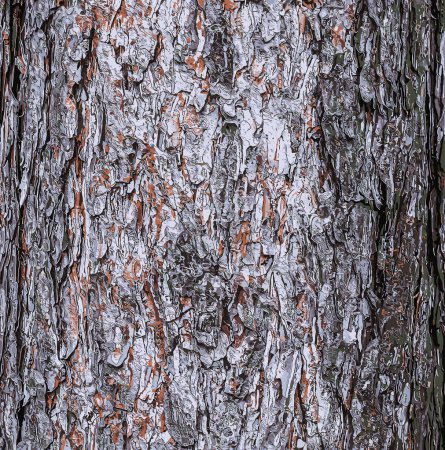 Vector illustration of a background of the bark of a Pinus nigra tree, family Pinaceae.