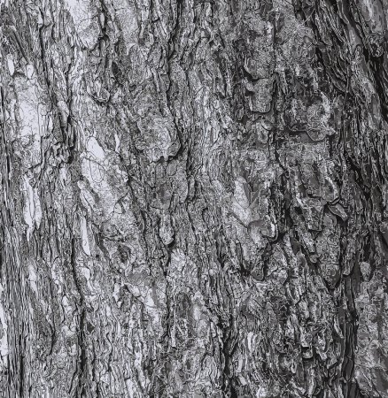 Ilustración de Ilustración vectorial de un fondo de la corteza de un árbol de Pinus nigra, familia Pinaceae. - Imagen libre de derechos