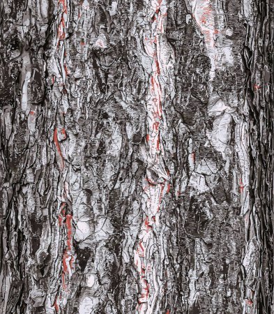 Ilustración de Ilustración vectorial de un fondo de la corteza de un árbol de Pinus nigra, familia Pinaceae. - Imagen libre de derechos