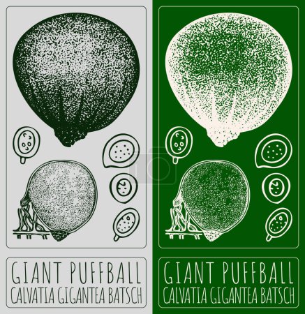 Vektorzeichnung GIANT PUFFBALL. Handgezeichnete Illustration. Der lateinische Name ist CALVATIA GIGANTEA BATSCH.