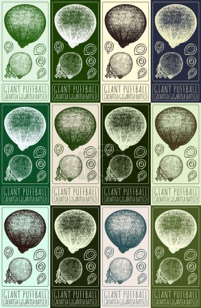 Set der Vektorzeichnung GIANT PUFFBALL in verschiedenen Farben. Handgezeichnete Illustration. Der lateinische Name ist CALVATIA GIGANTEA BATSCH.