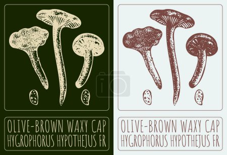Vector drawing OLIVE-BROWN WAXY CAP. Hand drawn illustration. The Latin name is HYGROPHORUS HYPOTHEJUS FR.