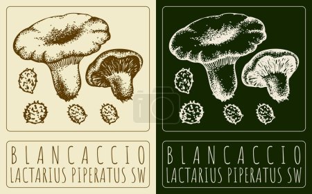 Vector drawing BLANCACCIO. Hand drawn illustration. The Latin name is LACTARIUS PIPERATUS SW.