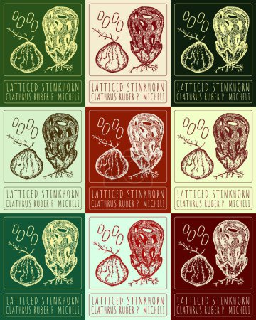 Set der Vektorzeichnung LATTIZIERTES STINKHORN in verschiedenen Farben. Handgezeichnete Illustration. Der lateinische Name lautet CLATHRUS RUBER P MICHELI.