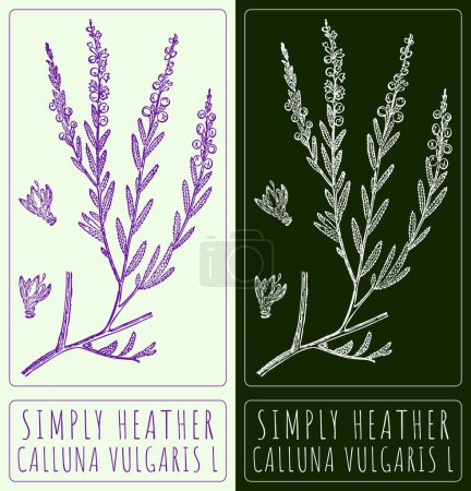 Illustration for Vector drawing COMMON HEATHER. Hand drawn illustration. The Latin name is CALLUNA VULGARIS L. - Royalty Free Image