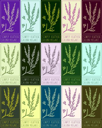 Illustration for Set of vector drawing COMMON HEATHER in various colors. Hand drawn illustration. The Latin name is CALLUNA VULGARIS L. - Royalty Free Image