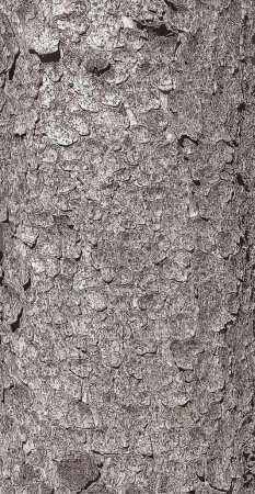 Vector illustration of the bark texture of the trunk of Norway spruce Picea abies. Nature skin background.