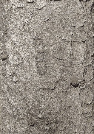 Ilustración vectorial de la textura de corteza del tronco del picea de Noruega Picea abies. Naturaleza piel fondo.