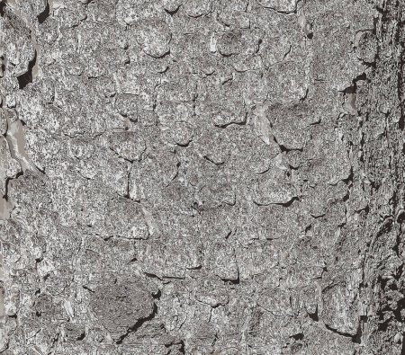Vector illustration of the bark texture of the trunk of Norway spruce Picea abies. Nature skin background.