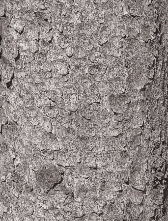 Vektorillustration der Rindenstruktur des Stammes der Gemeinen Fichte Picea abies. Natur Hautfarbe Hintergrund.