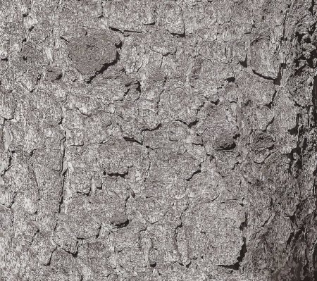 Ilustración vectorial de la textura de corteza del tronco del picea de Noruega Picea abies. Naturaleza piel fondo.