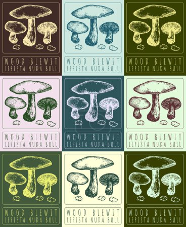 Illustration for Set of vector drawing WOOD BLEWIT in various colors. Hand drawn illustration. The Latin name is LEPISTA NUDA BULL. - Royalty Free Image