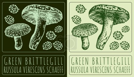 Vektorzeichnung GREEN BRITTLEGILL. Handgezeichnete Illustration. Der lateinische Name lautet RUSSULA VIRESCENS SCHAEFF.
