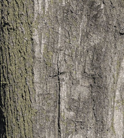 Ilustración vectorial del fondo de corteza de Quercus coccinea. Textura de corteza de roble.