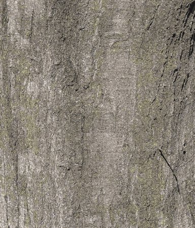 Illustration vectorielle de l'écorce de Quercus coccinea. Texture écorce de chêne.