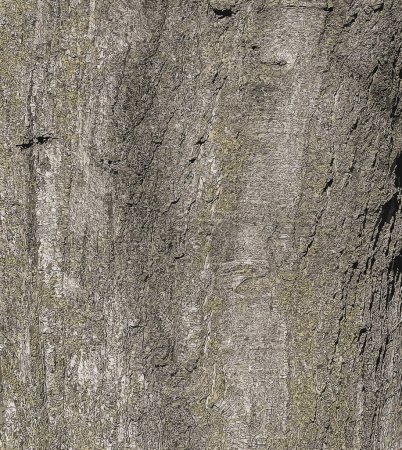 Vector illustration of Quercus coccinea bark background. Oak bark texture.