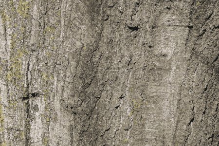 Vector illustration of Quercus coccinea bark background. Oak bark texture.