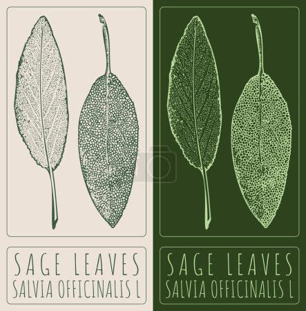 Vector drawing SAGE LEAVES. Hand drawn illustration. The Latin name is SALVIA OFFICINALIS L.