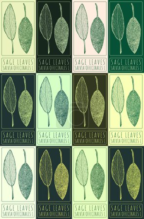 Set of vector drawing SAGE LEAVES in various colors. Hand drawn illustration. The Latin name is SALVIA OFFICINALIS L.