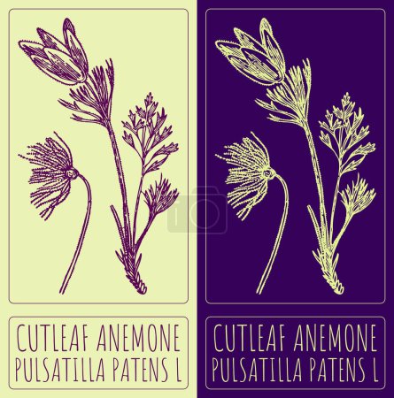 Vector drawing CUTLEAF ANEMONE. Hand drawn illustration. The Latin name is PULSATILLA PATENS L.