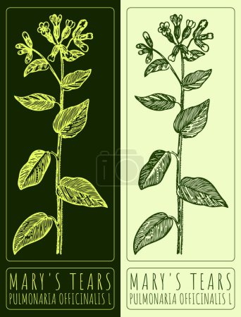 Vector drawing MARY'S TEARS . Hand drawn illustration. The Latin name is PULMONARIA OFFICINALIS L.