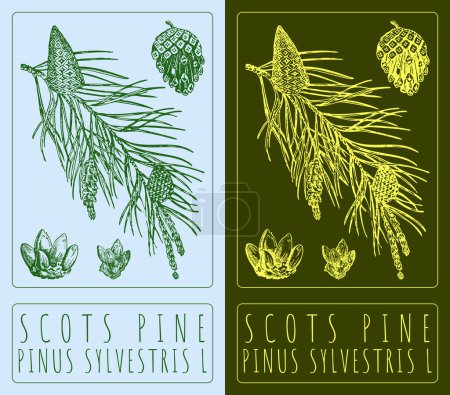 Vector drawing SCOTS PINE. Hand drawn illustration. The Latin name is PINUS SYLVESTRIS L.