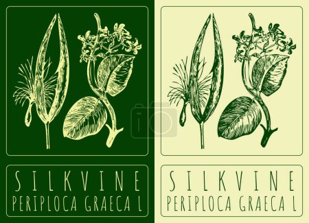 Vector drawing SILKVINE. Hand drawn illustration. The Latin name is PERIPLOCA GRAECA L.