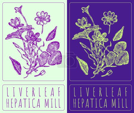 Vector drawing LIVERLEAF. Hand drawn illustration. The Latin name is HEPATICA MILL.