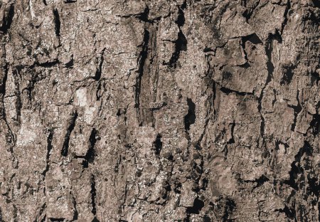 Vector illustration of Sycamore bark background. Acer pseudoplatanus L. Texture pattern for designers.