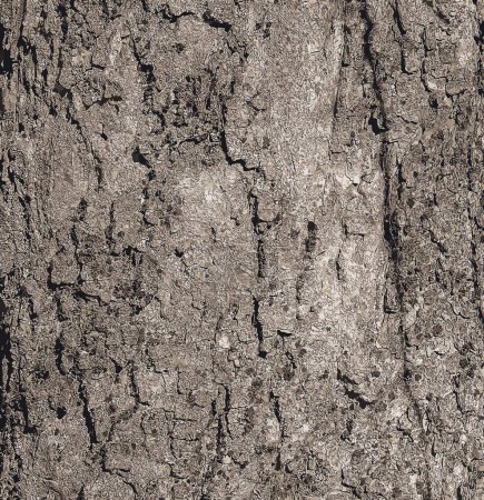 Vector illustration of Sycamore bark background. Acer pseudoplatanus L. Texture pattern for designers.
