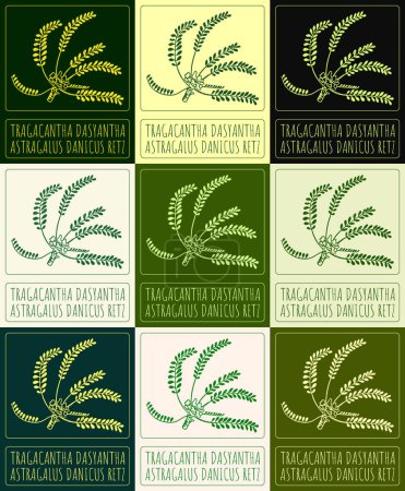 Set of vector drawing Tragacantha DASYANTHA in various colors. Hand drawn illustration. The Latin name is ASTRAGALUS DANICUS RETZ.