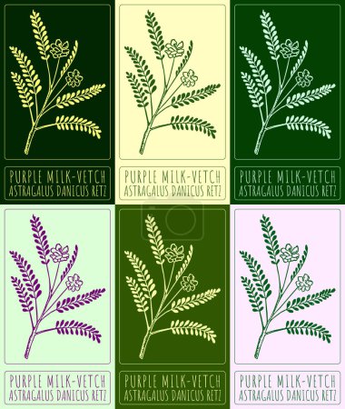 Set of vector drawing PURPLE MILK-VETCH in various colors. Hand drawn illustration. The Latin name is ASTRAGALUS DANICUS RETZ.