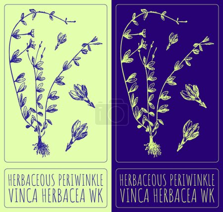 Vektorzeichnung HERBACEOUS PERIWINKLE. Handgezeichnete Illustration. Der lateinische Name ist VINCA HERBACEA WK.