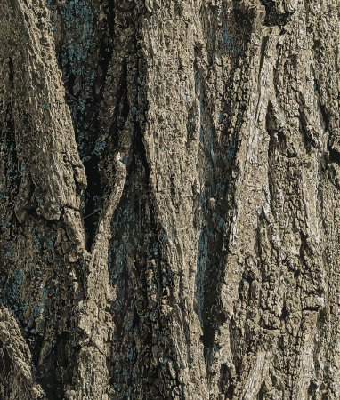 Illustration vectorielle d'une texture d'écorce d'arbre avec fissures profondes longitudinales. Robinia pseudoacacia fond d'écorce.
