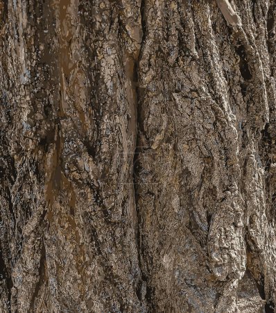 Vector illustration of a tree bark texture with longitudinal deep cracks. Robinia pseudoacacia bark background.