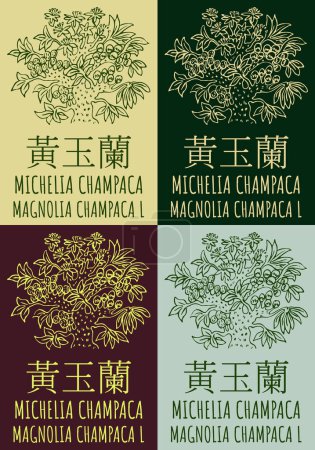 Vektor-Zeichnung MICHELIA CHAMPACA in chinesischer Sprache in verschiedenen Farben. Handgezeichnete Illustration. Der lateinische Name lautet MAGNOLIA CHAMPACA L.